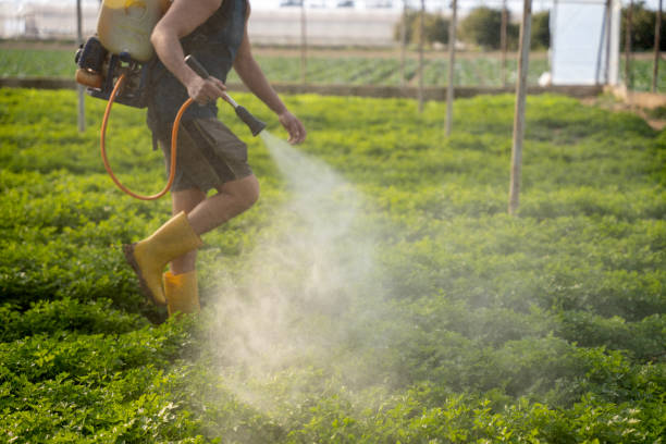 Best Mosquito Control Services  in Rising Sun, MD